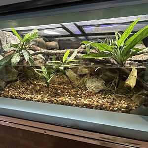 Sep. 2025 - Wild Life Trek - Crocodile Skink Terrarium