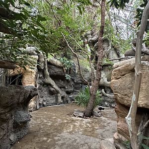 Sep. 2025 - Rainforest - General View