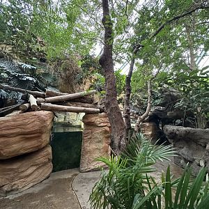 Sep. 2025 - Rainforest - General View (2)