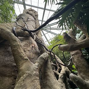 Sep. 2025 - Rainforest - View of the Canopy