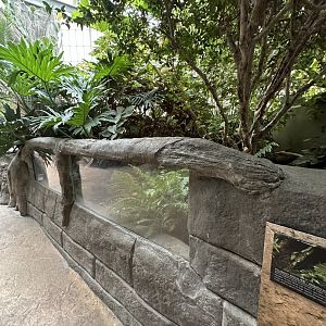 Sep. 2025 - Rainforest - Open-Topped Basilisk Enclosure!