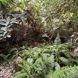 Sep. 2025 - Rainforest - Basilisk Enclosure