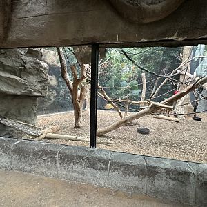 Sep. 2025 - Rainforest - (Empty) Howler Monkey Enclosure