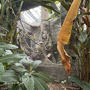 Sep. 2025 - Rainforest - Two-Toed Sloth Enclosure