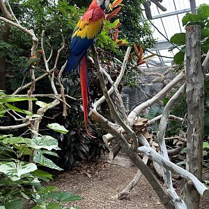 Sep. 2025 - “Macaws on Sticks”
