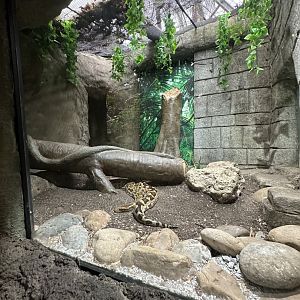 Sep. 2025 - Rainforest - Indian Python Enclosure