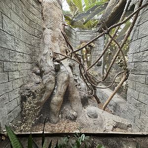 Sep. 2025 - Rainforest - Two-Toed Sloth Enclosure