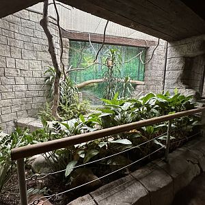 Sep. 2025 - Rainforest - Spectacled Owl Enclosure