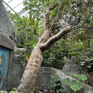 Sep. 2025 - Rainforest - Mixed Reptile Enclosure