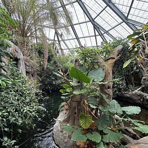 Sep. 2025 - Rainforest - Panorama