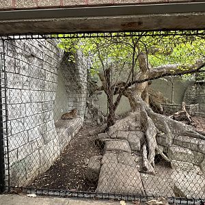 Sep. 2025 - Rainforest - Jaguar Enclosure (partial)