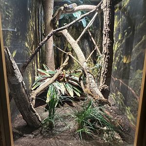 Sep. 2025 - Conservation Center - Jamaican Boa Terrarium