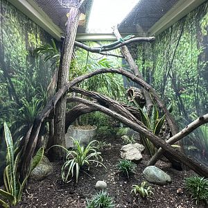 Sep. 2025 - Conservation Center - Emerald (Tree) Monitor Terrarium