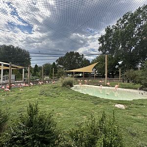 Sep. 2025 - Conservation Center - Flamingo Aviary