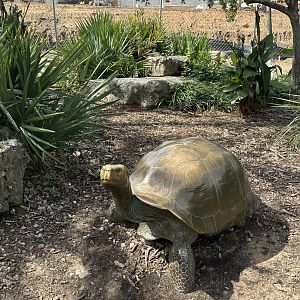 Sep. 2025 - Aldabra Atoll - Tortoise Statue