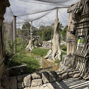 Sep. 2025 - Lost Kingdom - Mixed Aviary