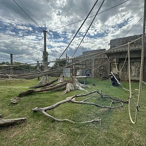 Sep. 2025 - Lost Kingdom - Mixed Enclosure