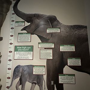 Sep. 2025 - Elephant Experience - Height Comparison