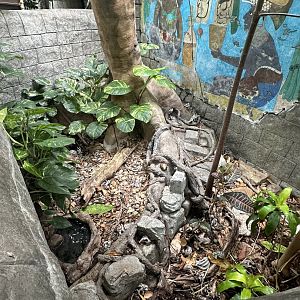 Sep. 2025 - Rainforest - Mixed Reptile Exhibit (2)