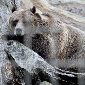 Grizzly Bear (Ursus arctos horribilis)