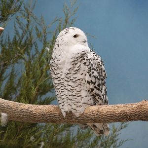 Snowy Owl (Bubo scandiacus)