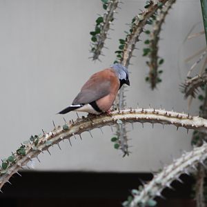 Black-Throated Finch (Poephila cincta)