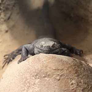 Common Chuckwalla (Sauromalus ater)