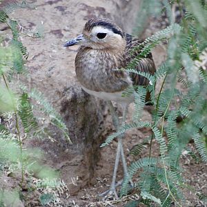 Double-Striped Thick-Knee (H. bistriatus)