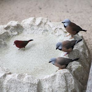 Black-Throated Finches (P. cincta) + Red-Billed Firefinch (L. senegala)