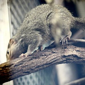 Northern Tree Shrew (Tupaia belangeri)