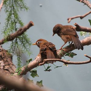 Chinese Hwamei (Garrulax canorus)