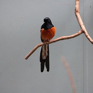 White-Rumped Shama (Copsychus malabaricus)