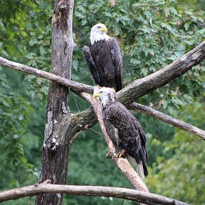 Bald Eagles (Haliaeetus leucocephalus)
