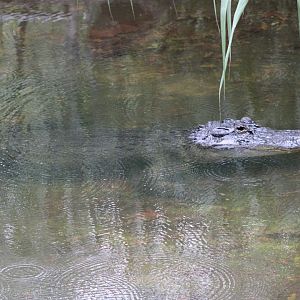 American Alligator (Alligator mississippiensis)
