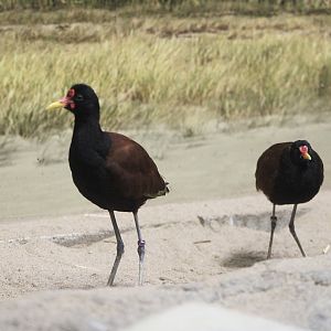 Wattled Jacanas (J. jacana)