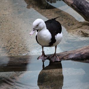 Radjah Shelduck (Radjah radjah)