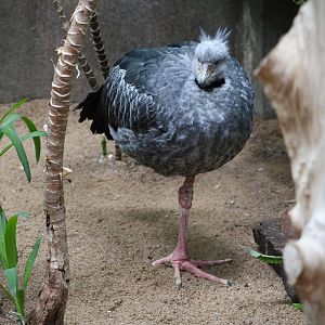 Southern Screamer (Chauna torquata)