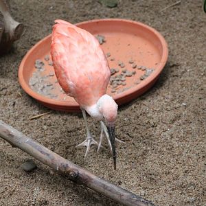 Scarlet Ibis (Eudocimus ruber)
