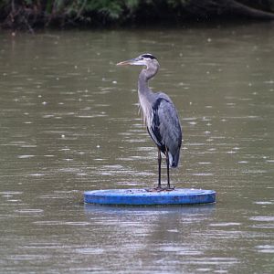 (Wild) Great Blue Heron (Ardea herodias)