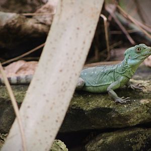 Plumed Basilisk (Basiliscus plumifrons)