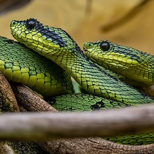 Great Lakes bush viper (Atheris nitschei)