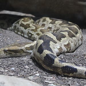 Indian Python (Python molurus)