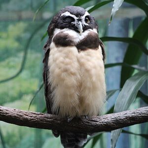 Spectacled Owl (Pulsatrix perspicillata)