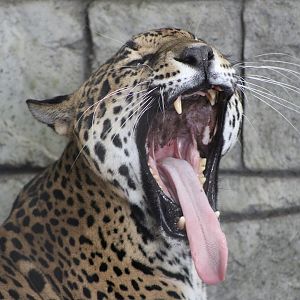 Jaguar (Panthera onca)