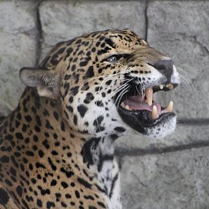 Jaguar (Panthera onca)