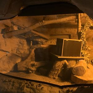 1st Eastern Quoll enclosure