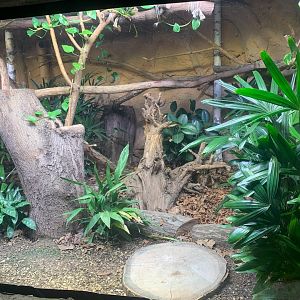 Black-and Rufous Sengi enclosure