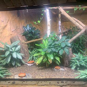 Black-and Rufous Sengi enclosure