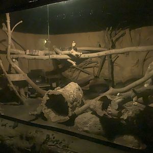 2nd Eastern Quoll enclosure