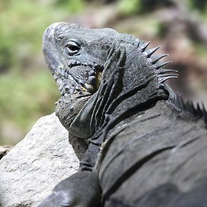 Grand Cayman Blue Iguana (Cyclura lewisi)